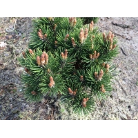 Pinus uncinata'Heideperle' 