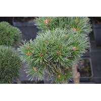 Pinus uncinata'Wiel' 