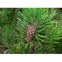 Pinus contorta 