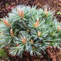 Pinus flexilis'Lil Wolf' 