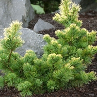 Pinus parviflora'Goldilocks' 