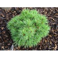 Pinus parviflora'Iona' 