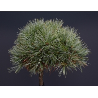 Pinus strobus'Mary Butler' 