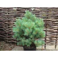Pinus sylvestris'Lodge Hill' 
