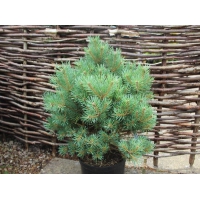 Pinus sylvestris'Lodge Hill' 