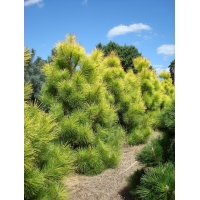 Pinus thunbergii'Ogon' 