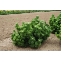 Pinus thunbergii'Thunderhead' 