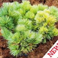 Pinus koraiensis'Oculus Dragonis' 