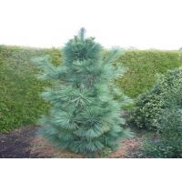 Pinus schwerinii'wiethorst' 