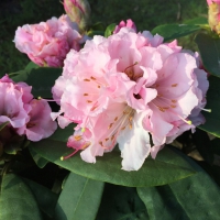 Rhododendron'Christmas Cheer' 