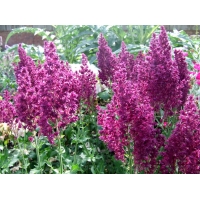 Salvia nemerosa'Schwellenburg' 