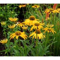 Echinacea purpurea'Now Cheesier' 