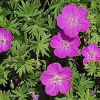 Geranium sanguineum'Aviemore'