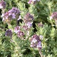 Thymus richardii'Peter Davis'