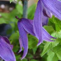 Clematis'Helsingborg' 
