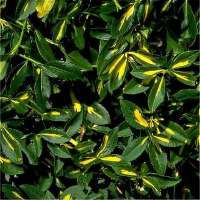 Euonymus fortunei'Tustin' 