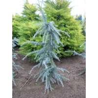 Cedrus libani'Blue Angel' 