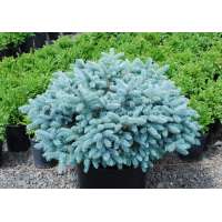 Picea pungens'Glauca Globosa' 