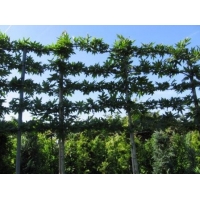 Platanus hispanica leivorm 