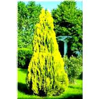 Platycladus orientalis'Pyramidalis Aurea' 