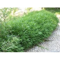 Pleioblastus pumilus 