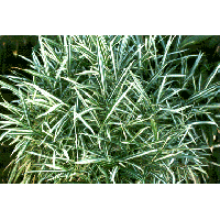 Pleioblastus fortunei'Variegatus'- Bamboe 