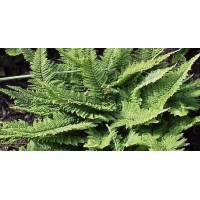 Polystichum setiferum'Herrenhausen'
