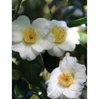 Camellia japonica'Alba Simplex' 