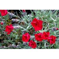 Dianthus gratianopolitanus'Lavaström'