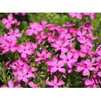 Phlox subulata'MacDaniel's Cushion'