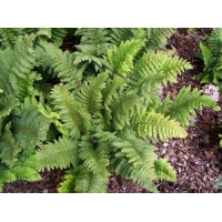 Polystichum setiferum'Dahlem'