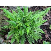 Polystichum tsussimense'