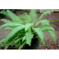 Polystichum munitum