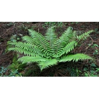 Polystichum polyblepharum