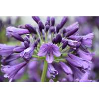 Agapanthus'Poppin Purple' 