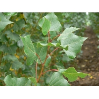 Populus nigra'Italica' 
