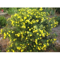 Potentilla fruticosa'Goldfinger' 