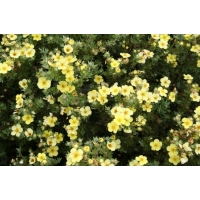 Potentilla fruticosa'Maanelys' 