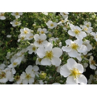 Potentilla fruticosa'Abbotswood' 
