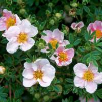 Potentilla fruitcosa'Blinck Princess' 