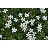 Potentilla tridentata'Nuuk'