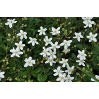 Potentilla tridentata'Nuuk'