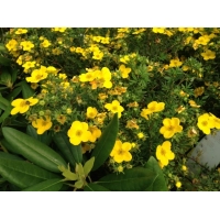 Potentilla fruticosa'Klondike' 