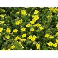 Potentilla fruticosa'Kobolt' 