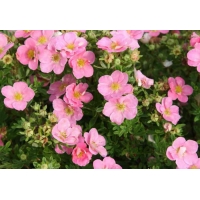 Potentilla fruticosa'Pink Queen' 