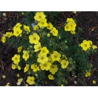Potentilla fruticosa'Sommerflor' 