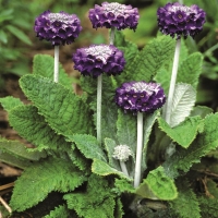 Primula capitata mooreana