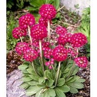 Primula denticulata'Rubin'