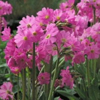 Primula rosea'Grandiflora'