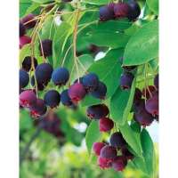 Amelanchier grandiflorum'Prince William' 